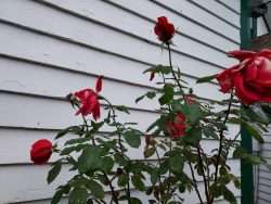 A lotta buddin’ & bloomin’ & bitin’ going on!
