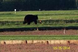 Bear on the Move at CranMac