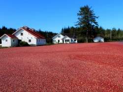 Harvest Time at CranMac!