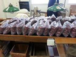 Fresh Cranberries!