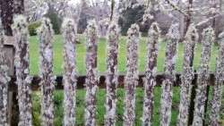 Churchyard Fence