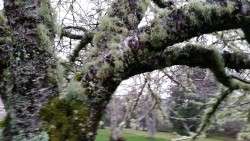 Our Apple Tree