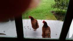 Hanging Out on the East Porch