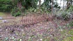 Fence Remnants Hidden in Salal