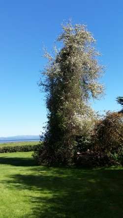 Our Pear Tree