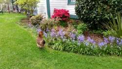 Garden Helper