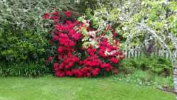 Our South Garden