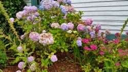 Hydrangeas of Every Color