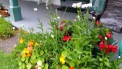 Flowers on the Rampage