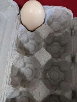 The Egg Count — Waxing by Moonlight?