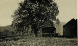 The Tiadaggtin Elm (in 1939), site of the Fair Play Men's Declaration of Independence