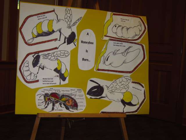 About Beekeeping