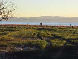 Early Morning Shoreline Activity 