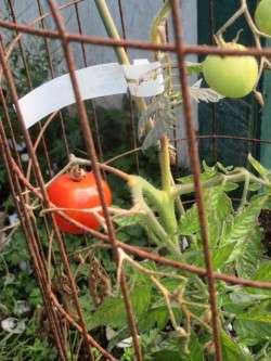 Almost Ready To Pick