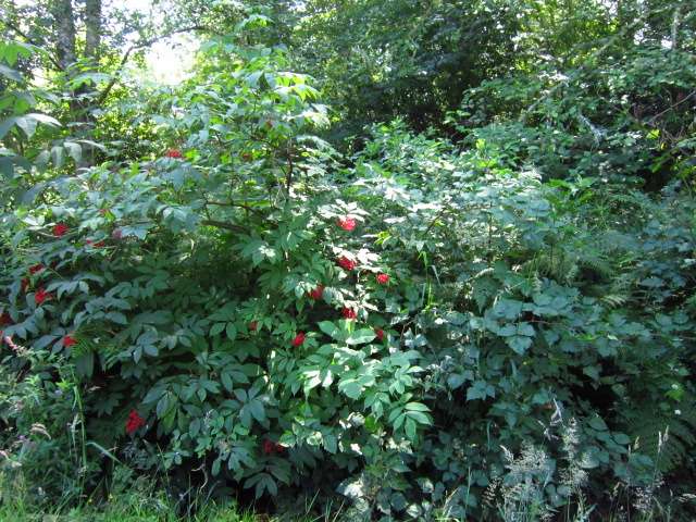 Along the Verge