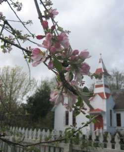 Our Apple Tree