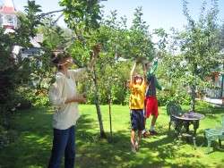 Apple Harvest
