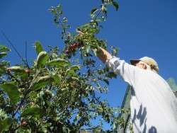 Nyel-the-Apple-Picker