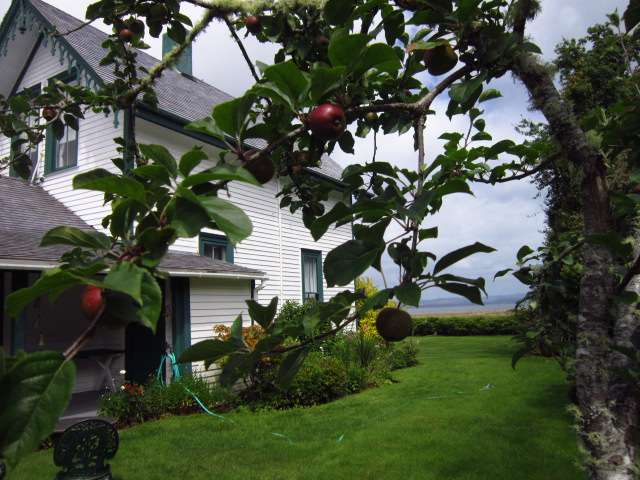 Apple Tree