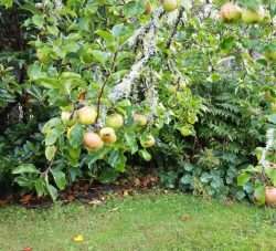 Apples Ready To Harvest