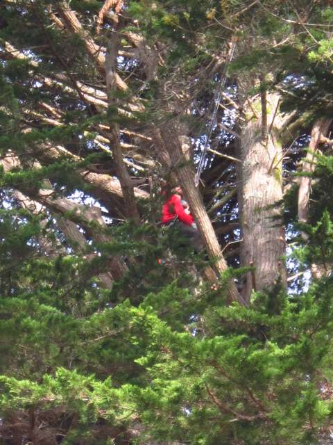 Arborist at Work