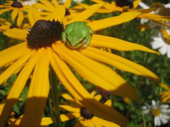 At Rest on a Black-eyed Susan