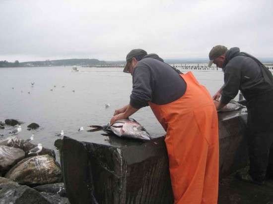 The Emperor’s New…fish cleaning station?