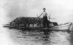 Bateau of Native Oysters