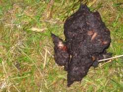 Bear Scat