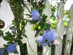 Bees at Work