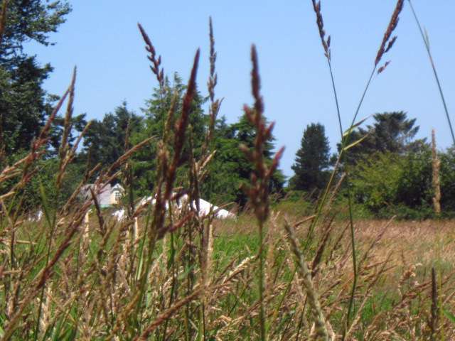 Big Tent through the Tall Grass
