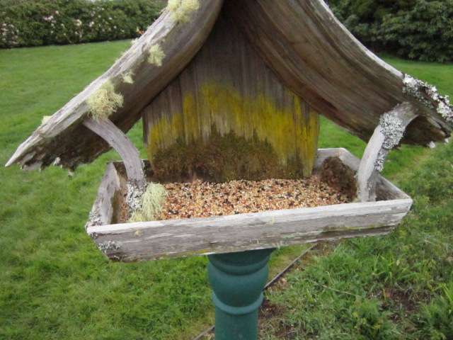 Bird Feeder Close Up