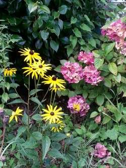 Garden Corner