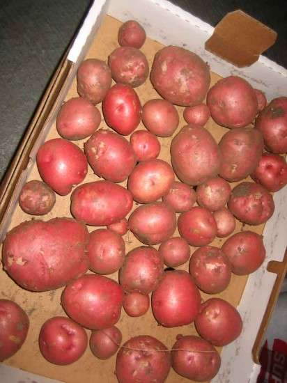 Bonus Crop
