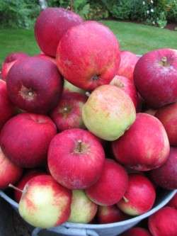 Bountiful Harvest!