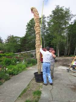 Bradley's Dr. Seuss Tree