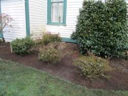 Breathing Room for Azaleas