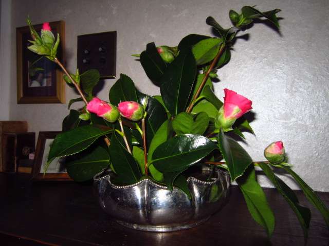Camelias