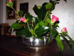 Camellias-550x412
