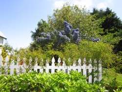 Ceanothus in Bloom