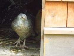 Chicken in the Doorway