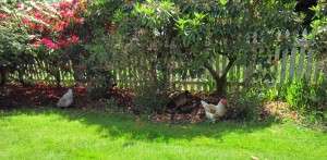 Chickens All In A Row
