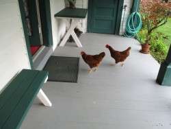 Coop Confusion?