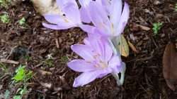 Crocus in Our Garden