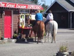 Coffee on the Hoof
