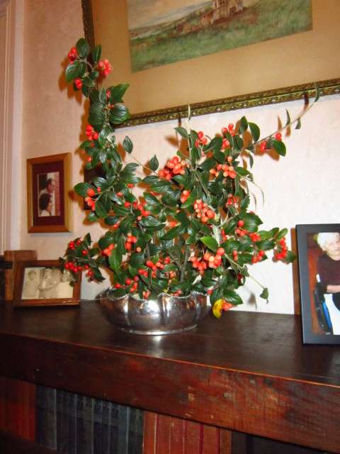 Cotoneaster Arrangement