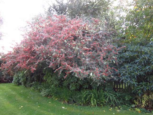 Cotoneaster