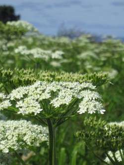 Cow Parsnips