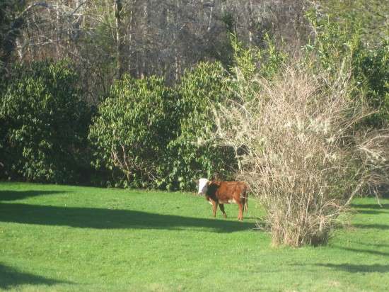 Cow in Churchyard
