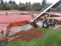Cranberry Harvest 2014